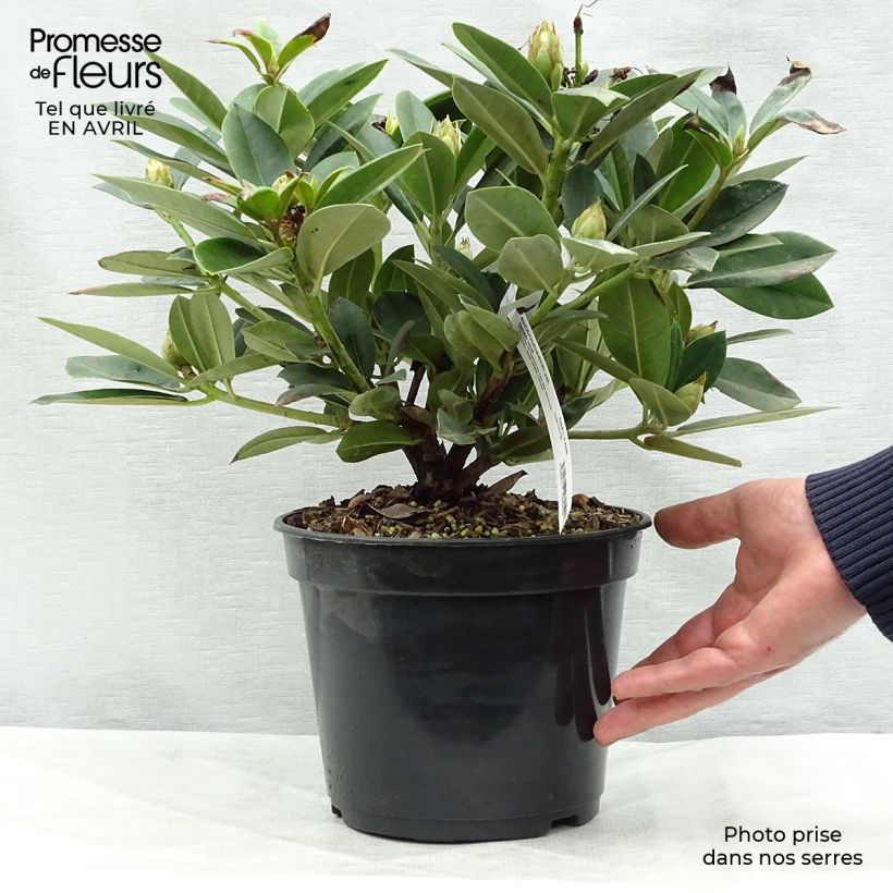 Example of Rhododendron Dream Land - Dwergrododendron Pot van 3 l/4 l as you get in printemps