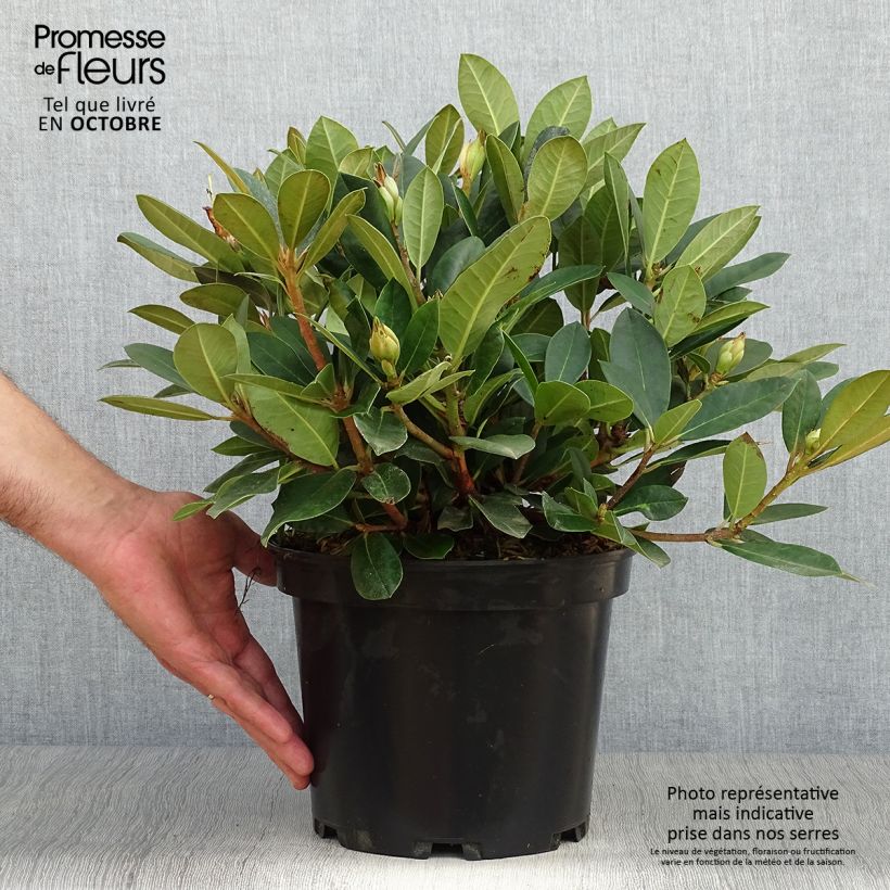 Exemplaar van Rhododendron Dream Land - Dwergrododendron Pot van 3 l/4 l zoals geleverd in de herfst