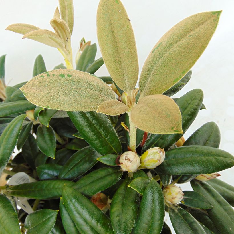 Rhododendron Dusty Miller - Dwergrododendron (Blad)