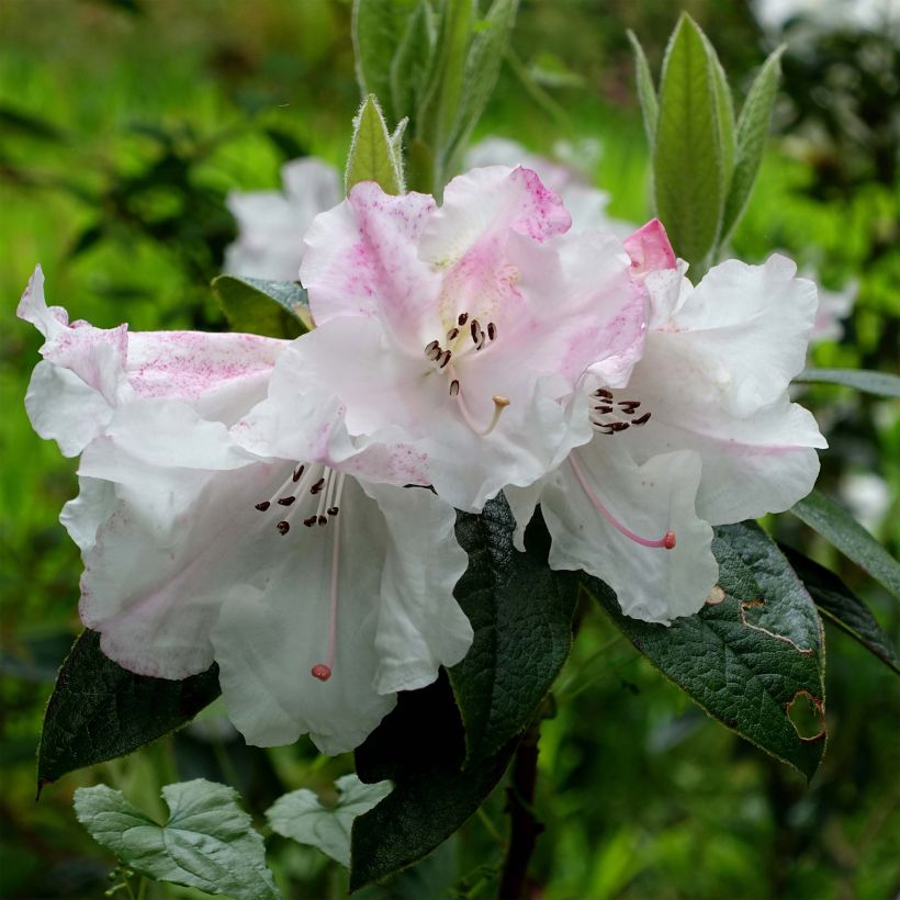 Rhododendron edgeworthii - Edgeworthii-Rododendron (Bloei)