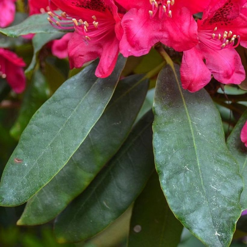 Rhododendron Elisabeth - Dwergrododendron (Blad)