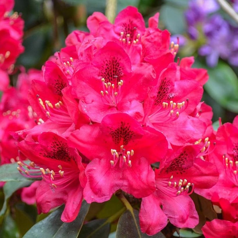 Rhododendron Elisabeth - Dwergrododendron (Bloei)
