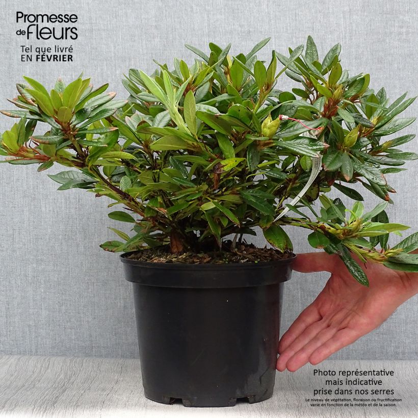Exemplaar van Rhododendron Elisabeth - Dwergrododendron Pot van 4 l/5 l zoals geleverd in de herfst