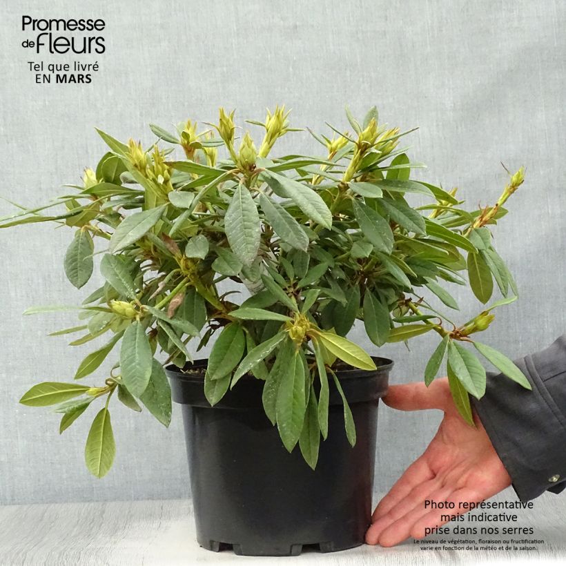 Exemplaar van Rhododendron Elisabeth - Dwergrododendron Pot van 4 l/5 l zoals geleverd in de lente