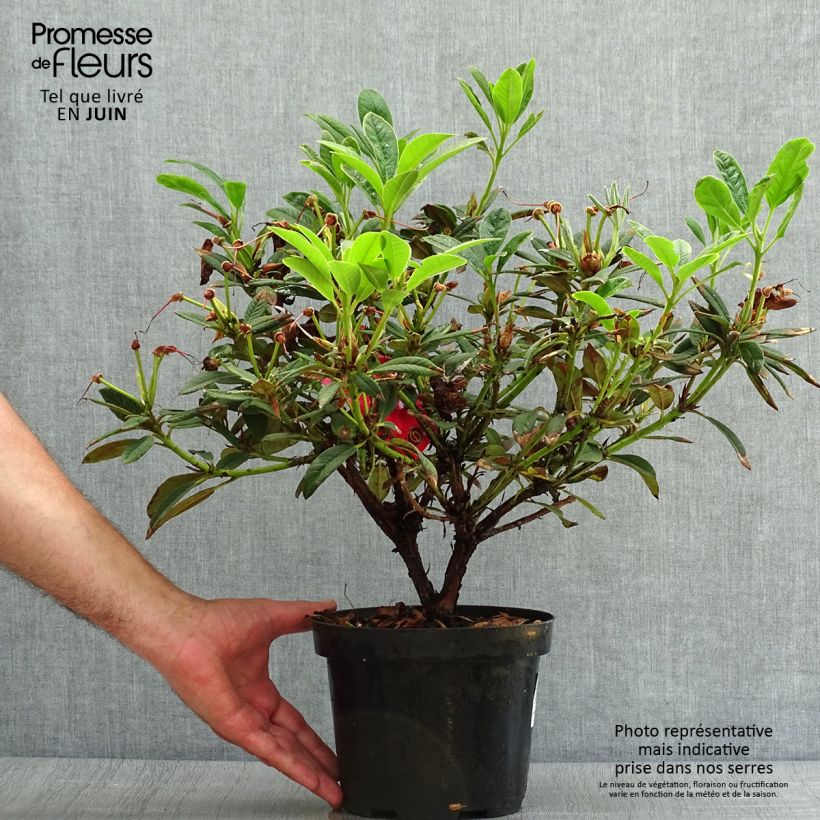 Exemplaar van Rhododendron Elizabeth Red Foliage - Grootbloemige rododendron Pot van 2 l/3 l zoals geleverd in de zomer
