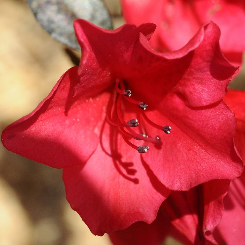 Rhododendron Elizabeth Red Foliage - Grootbloemige rododendron (Bloei)