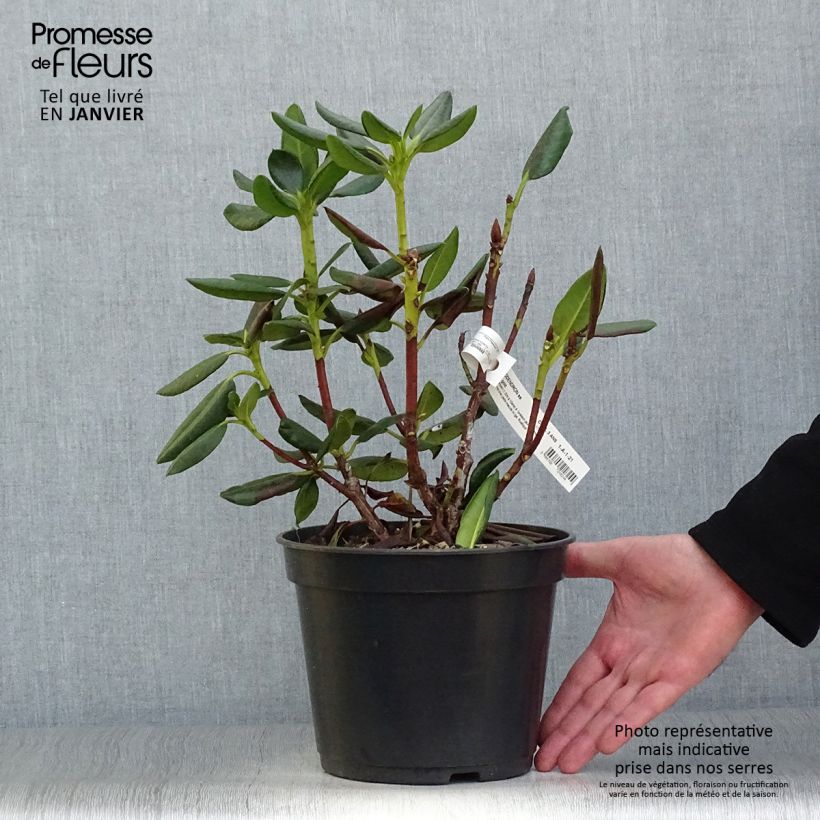 Exemplaar van Rhododendron Gedser Gold - Grootbloemige rododendron Pot van 4 l/5 l zoals geleverd in de winter