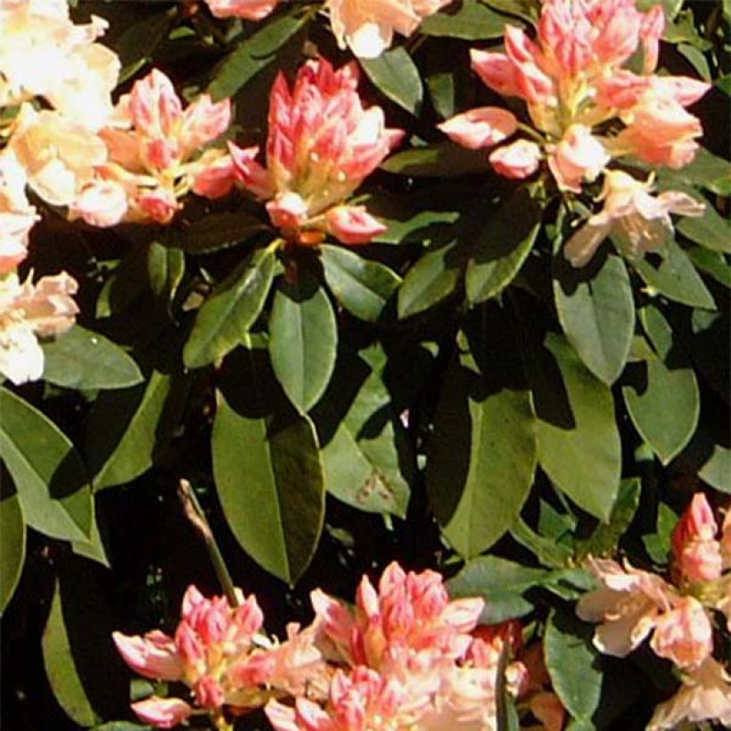 Rhododendron  Golden Torch - Dwergrododendron (Blad)