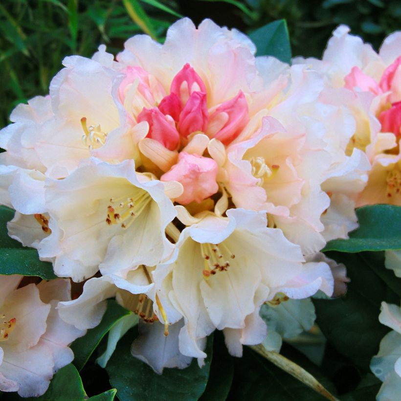 Rhododendron  Golden Torch - Dwergrododendron (Bloei)