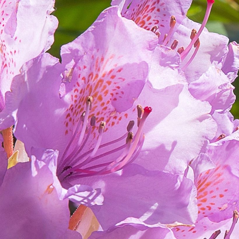 Rhododendron Goldflimmer - Grootbloemige rododendron (Bloei)