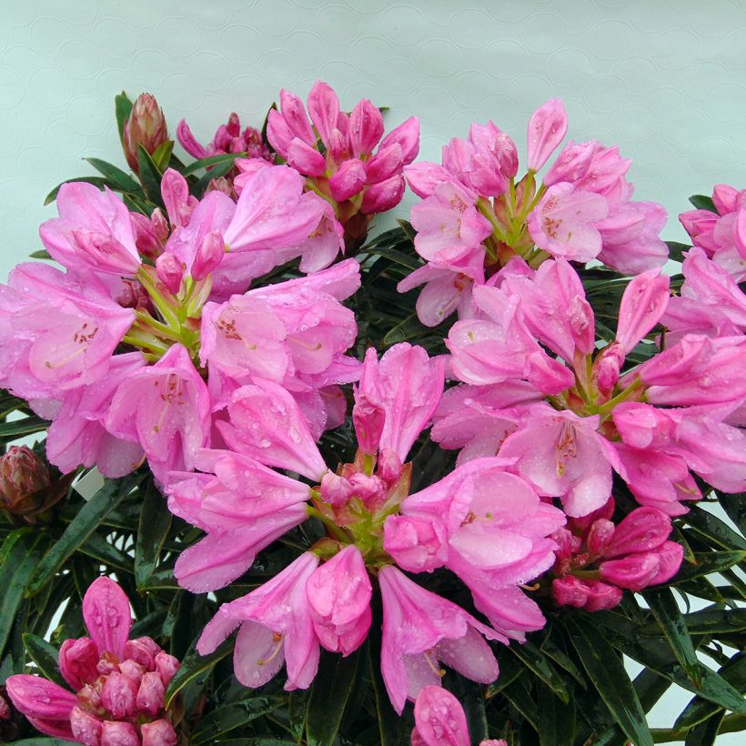Rhododendron Graziella - Grootbloemige rododendron (Flowering)