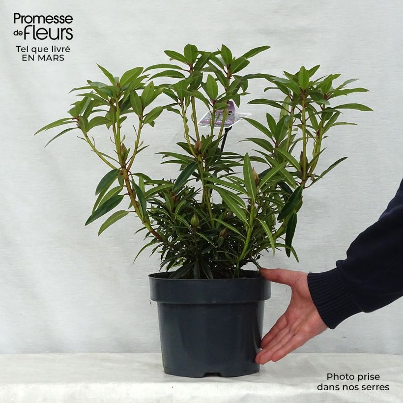Example of Rhododendron Graziella - Grootbloemige rododendron Pot van 3 l/4 l as you get in printemps