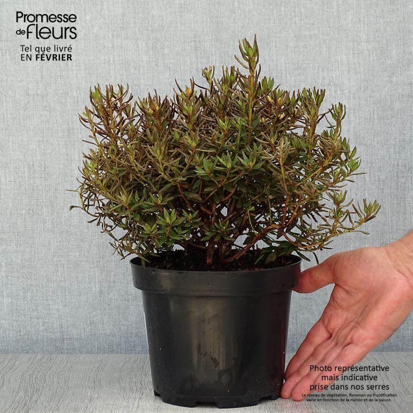 Exemplaar van Rhododendron Gristede - Dwergrododendron Pot van 2 l/3 l zoals geleverd in de herfst