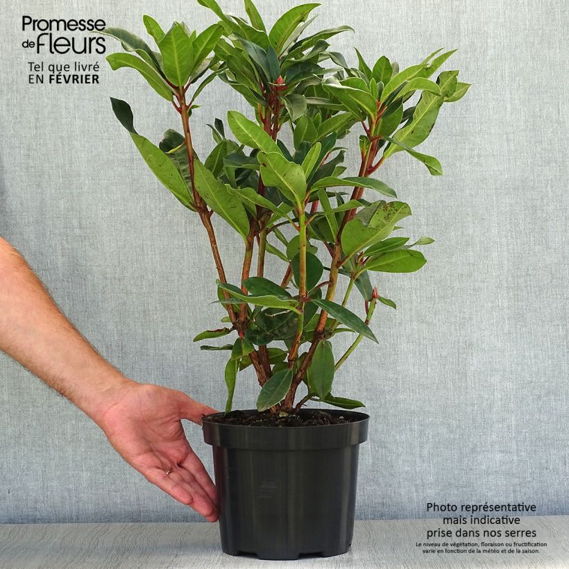 Exemplaar van Rhododendron Halfdan Lem - Grootbloemige rododendron Pot van 4 l/5 l zoals geleverd in de herfst