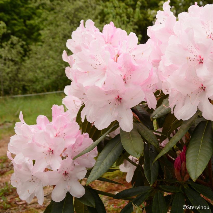 Rhododendron Halopeanum - Grand rhododendron (Bloei)