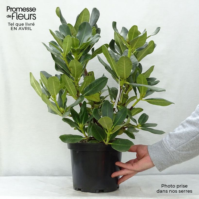 Example of Rhododendron Horizon Monarch - Grootbloemige rododendron Pot van 4 l/5 l as you get in printemps