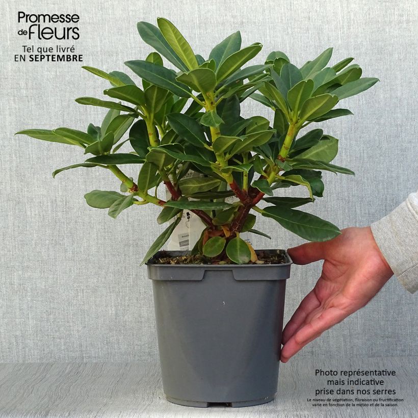 Exemplaar van Rhododendron Horizon Monarch - Grootbloemige rododendron Pot van 4 l/5 l zoals geleverd in de herfst