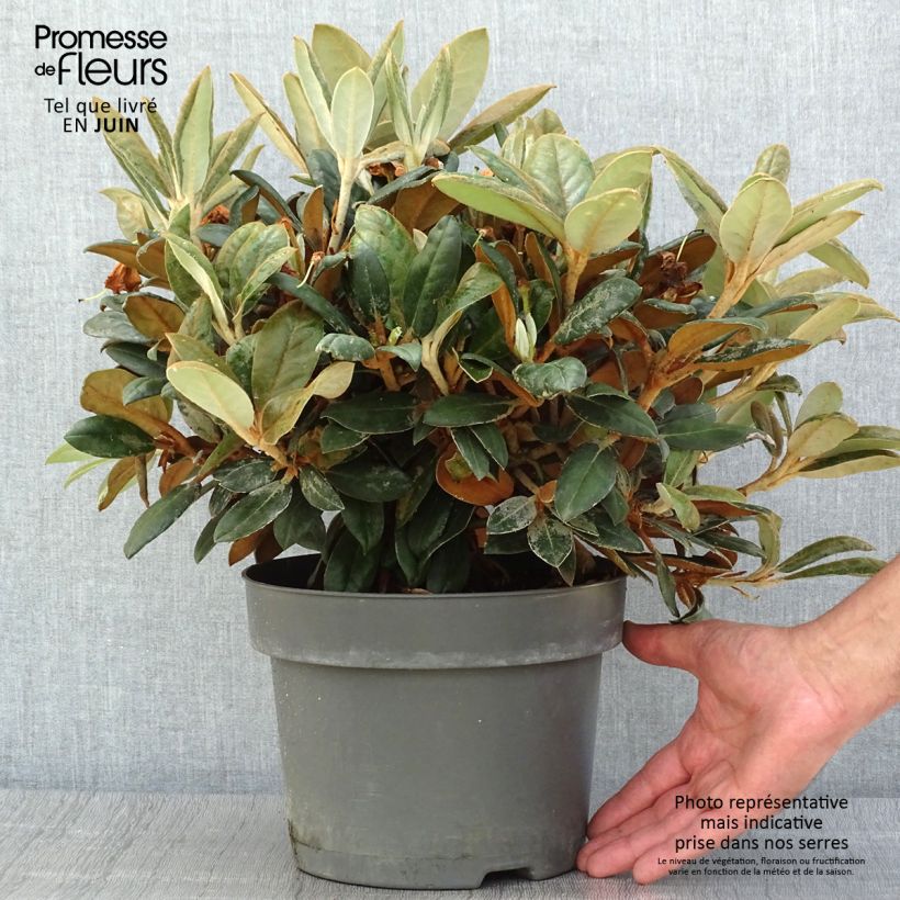 Exemplaar van Rhododendron INKARHO Bellini - Grootbloemige rododendron Pot van 4 l/5 l zoals geleverd in de zomer