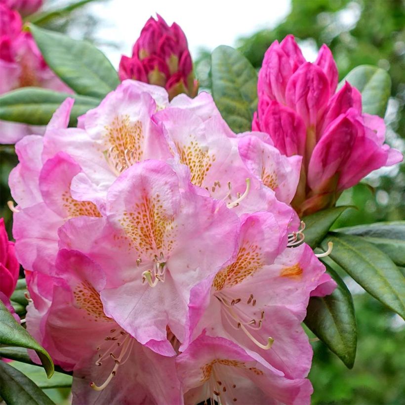 Rhododendron INKARHO Brigitte - Grootbloemige rododendron (Bloei)