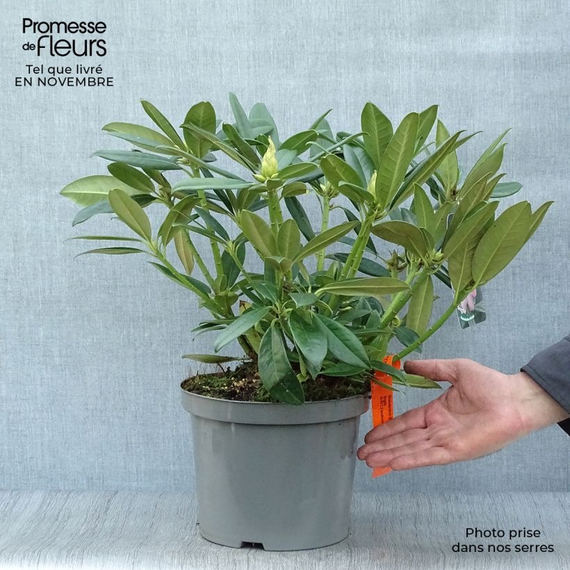 Exemplaar van Rhododendron INKARHO Brigitte - Grootbloemige rododendron Pot van 4 l/5 l zoals geleverd in de herfst
