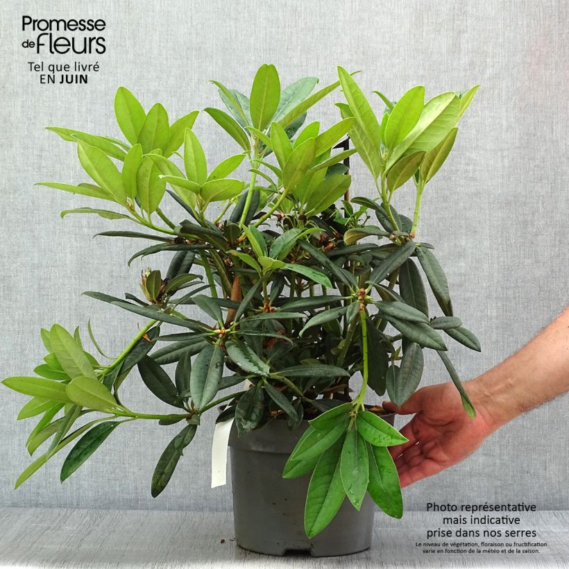 Exemplaar van Rhododendron INKARHO Brigitte - Grootbloemige rododendron Pot van 4 l/5 l zoals geleverd in de zomer