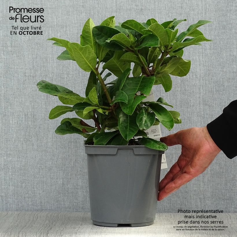 Exemplaar van Rhododendron INKARHO Furnivall's Daughter - Grootbloemige rododendron Pot van 3 l/4 l zoals geleverd in de herfst