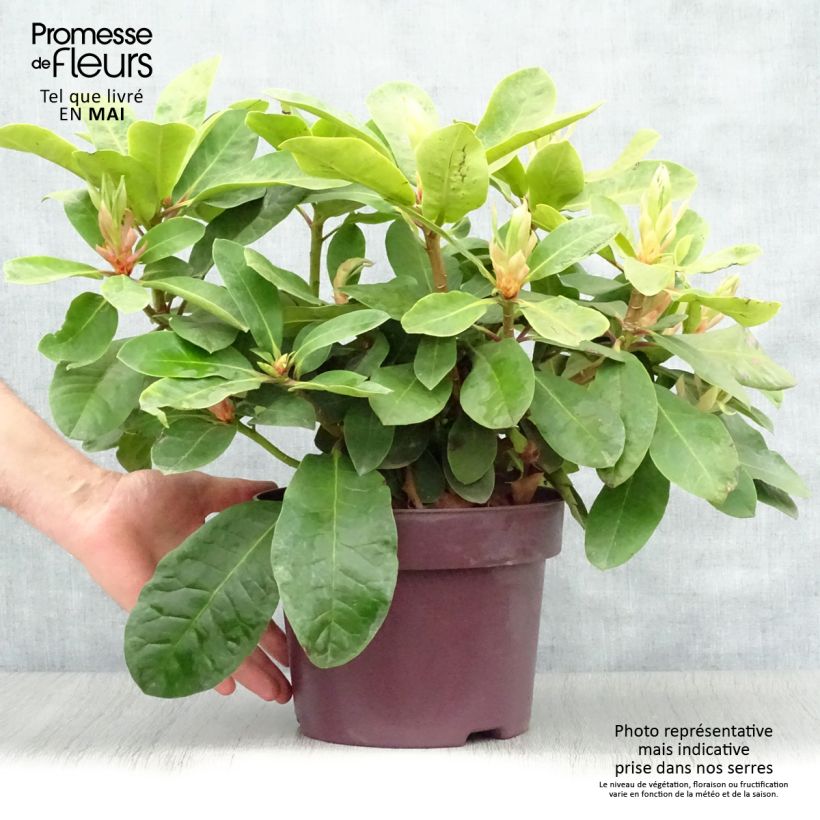 Exemplaar van Rhododendron INKARHO Furnivall's Daughter - Grootbloemige rododendron Pot van 3 l/4 l zoals geleverd in de lente