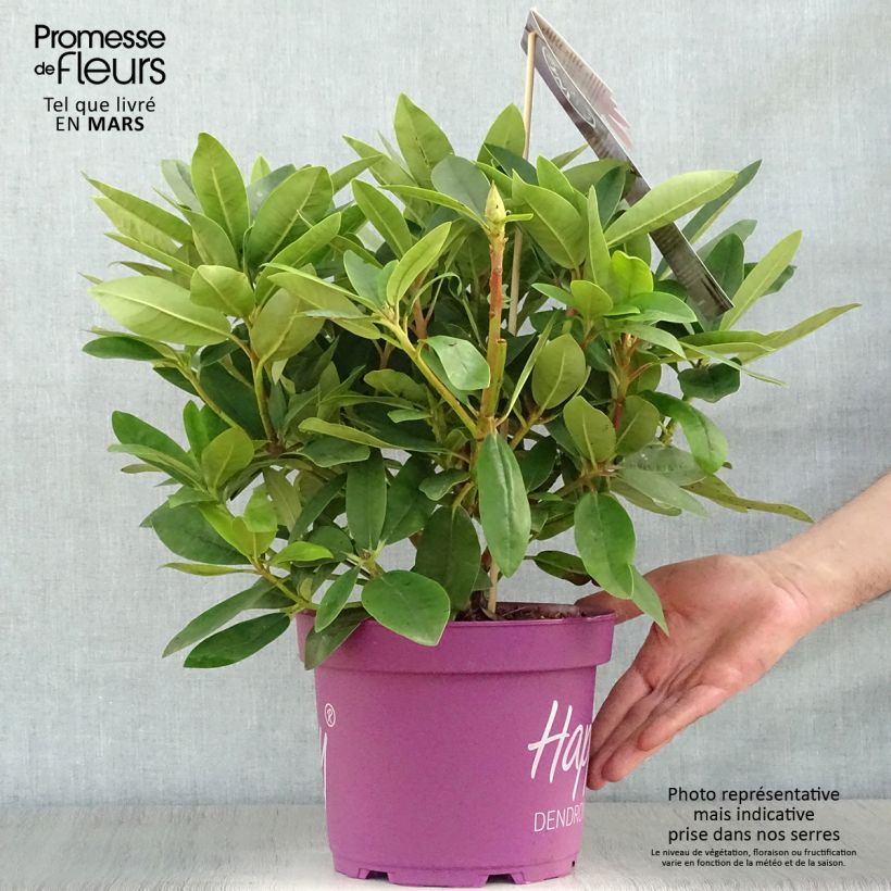 Exemplaar van Rhododendron INKARHO Happydendron Pushy Purple - Grootbloemige rododendron Pot van 4 l/5 l zoals geleverd in de lente