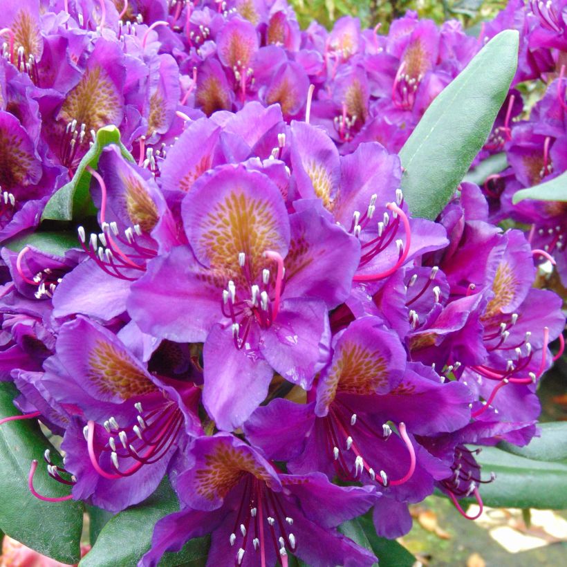 Rhododendron INKARHO Marcel Ménard - Grootbloemige rododendron (Bloei)