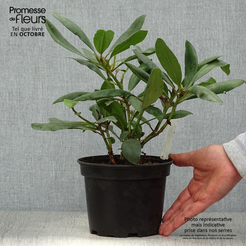 Exemplaar van Rhododendron INKARHO Marcel Ménard - Grootbloemige rododendron Pot van 4 l/5 l zoals geleverd in de herfst