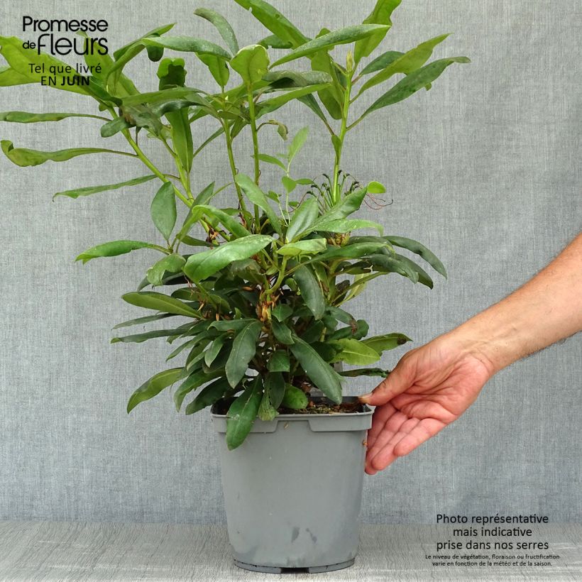 Exemplaar van Rhododendron INKARHO Marcel Ménard - Grootbloemige rododendron Pot van 4 l/5 l zoals geleverd in de zomer