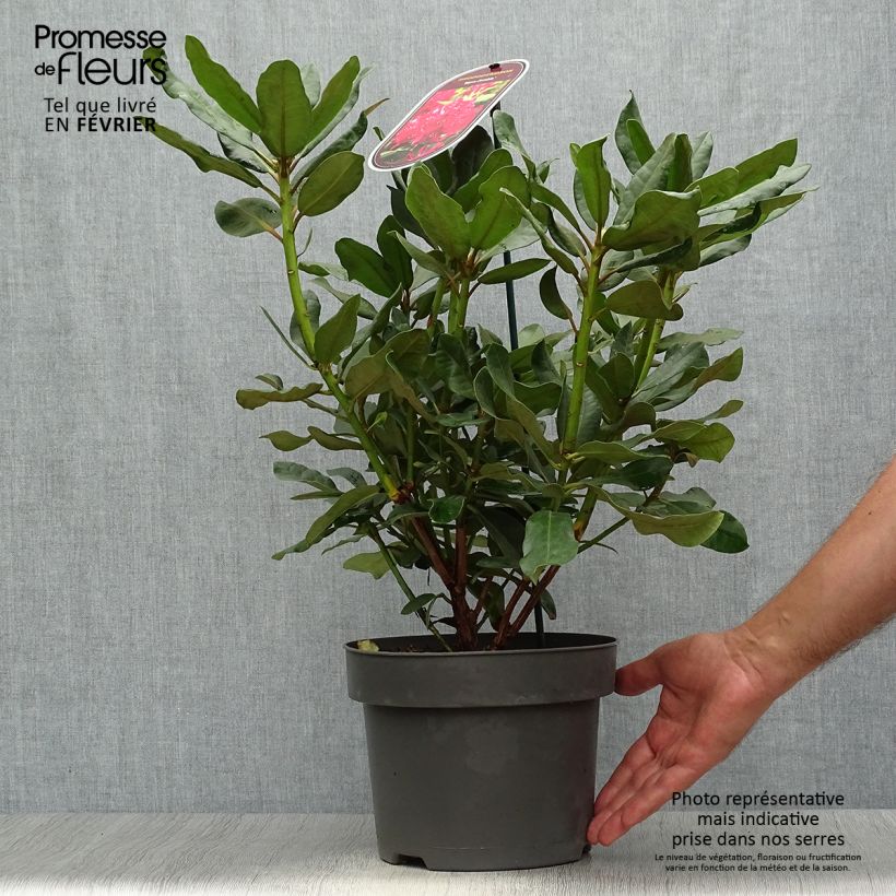 Exemplaar van Rhododendron INKARHO Nova Zembla - Grootbloemige rododendron Pot van 4 l/5 l zoals geleverd in de herfst