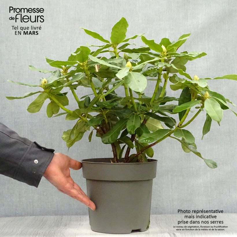 Example of Rhododendron INKARHO Nova Zembla - Grootbloemige rododendron Pot van 4 l/5 l as you get in printemps