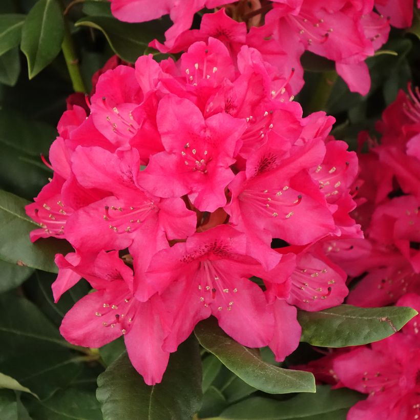 Rhododendron INKARHO Nova Zembla - Grootbloemige rododendron (Bloei)