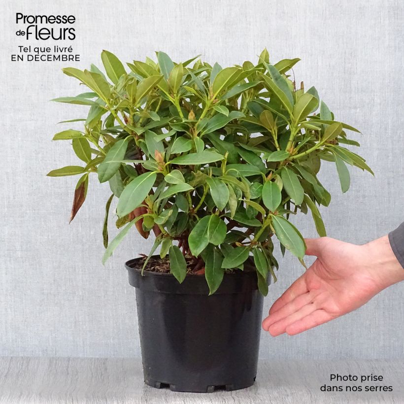 Exemplaar van Rhododendron x Jingle Bells - Dwergrododendron Pot van 4 l/5 l zoals geleverd in de winter
