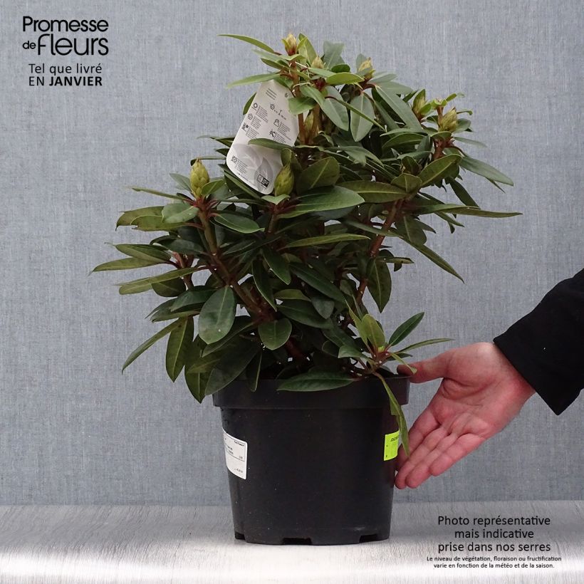 Exemplaar van Rhododendron Kokardia - Grootbloemige rododendron Pot van 2 l/3 l zoals geleverd in de winter