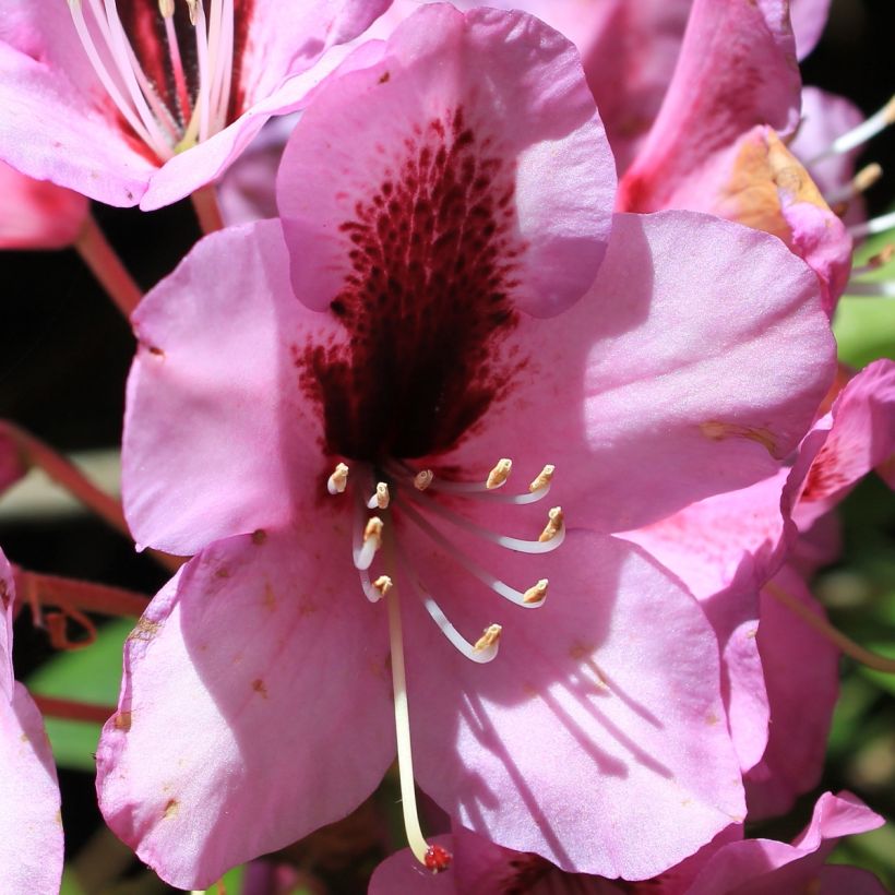 Rhododendron Kokardia - Grootbloemige rododendron (Bloei)