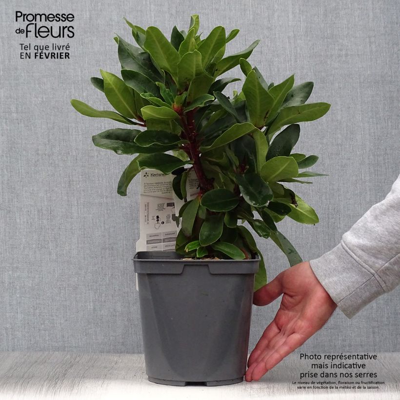 Exemplaar van Rhododendron Lem's Monarch - Grootbloemige rododendron Pot van 4 l/5 l zoals geleverd in de herfst