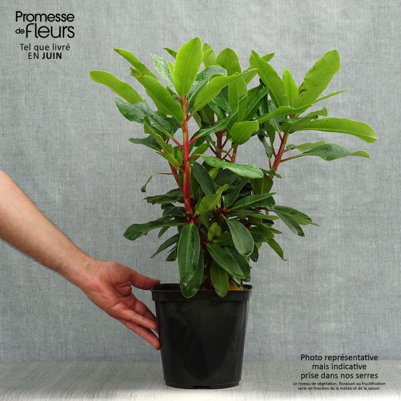 Exemplaar van Rhododendron Lem's Monarch - Grootbloemige rododendron Pot van 4 l/5 l zoals geleverd in de zomer