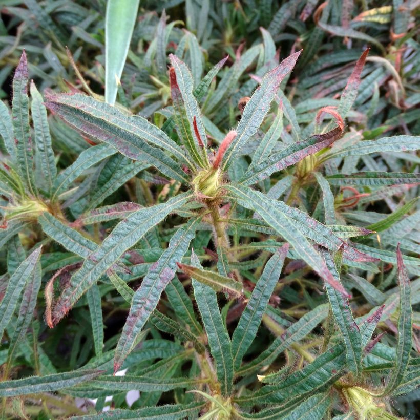 Rhododendron macrosepalum Linearifolium - Dwergrododendron (Blad)