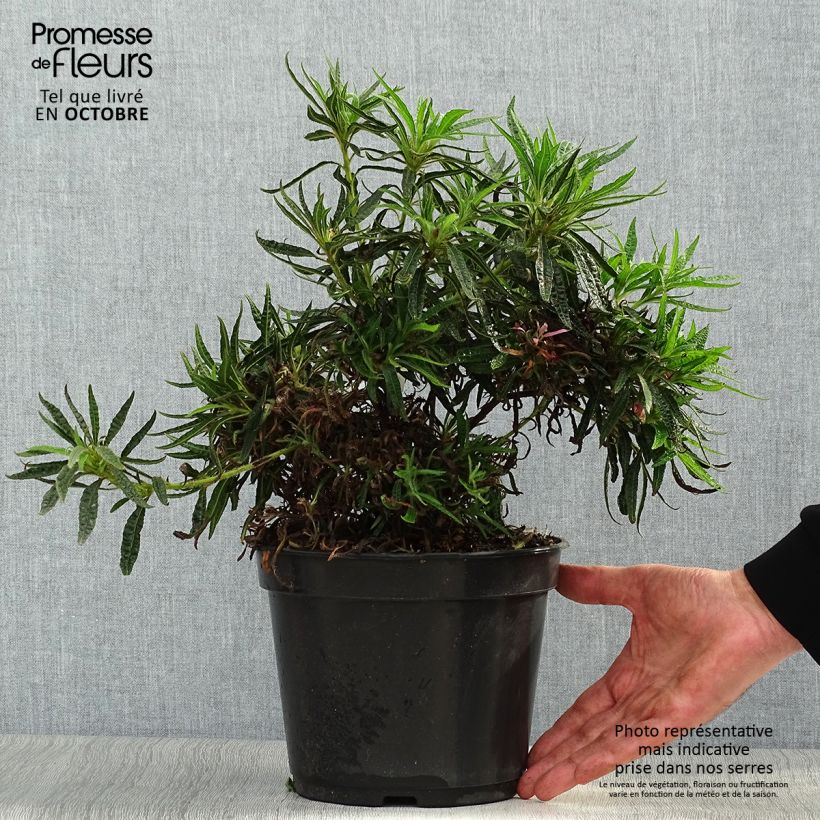 Exemplaar van Rhododendron macrosepalum Linearifolium - Dwergrododendron Pot van 4 l/5 l zoals geleverd in de herfst