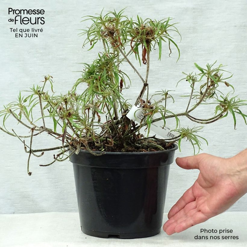 Exemplaar van Rhododendron macrosepalum Linearifolium - Dwergrododendron Pot van 4 l/5 l zoals geleverd in de zomer