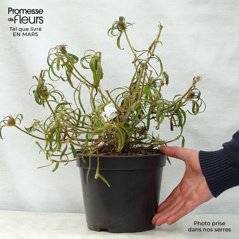 Exemplaar van Rhododendron macrosepalum Linearifolium - Dwergrododendron Pot van 4 l/5 l zoals geleverd in de lente