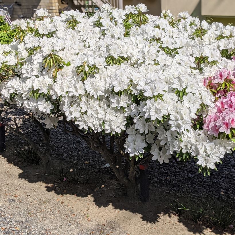 Rhododendron Luzi - Japanse azalea (Groeiplaats)