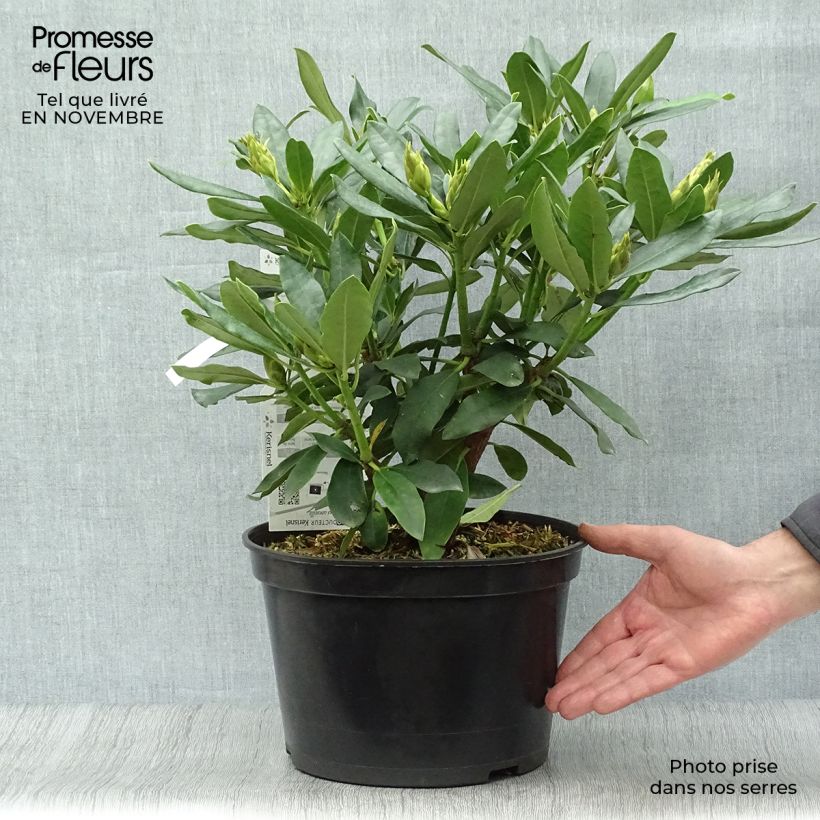 Exemplaar van Rhododendron Madame Masson - Grootbloemige rododendron Pot van 4 l/5 l zoals geleverd in de herfst