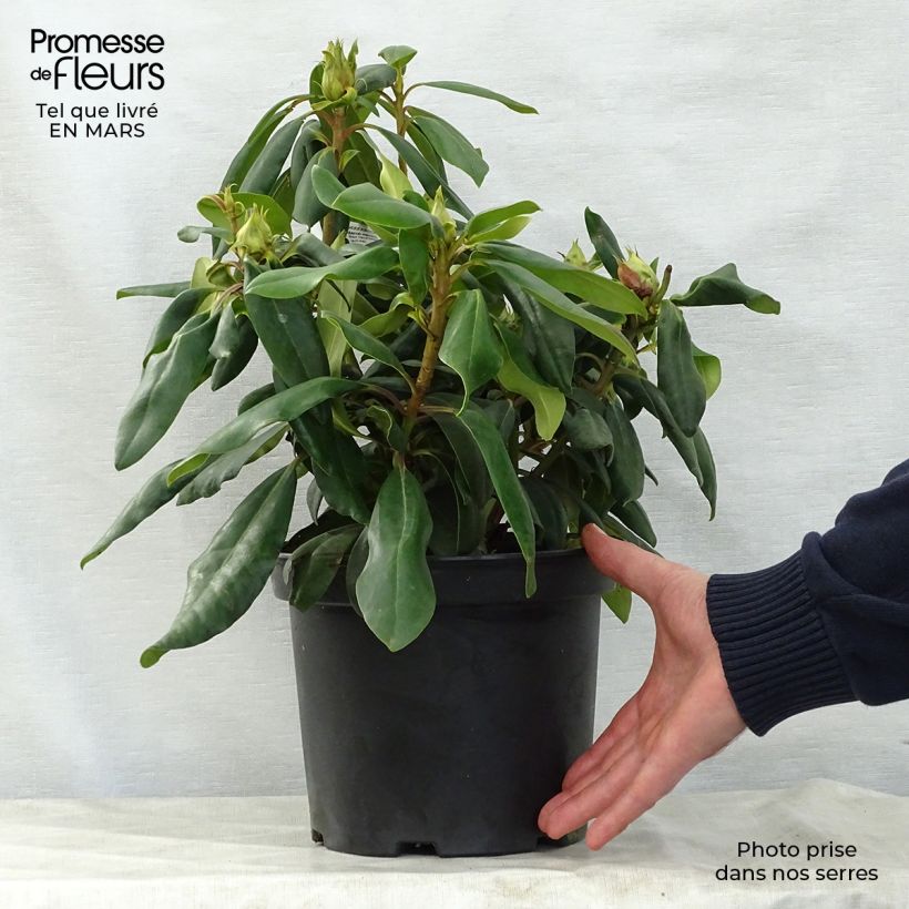 Example of Rhododendron Marcel Ménard - Grootbloemige rododendron Pot van 3 l/4 l as you get in printemps