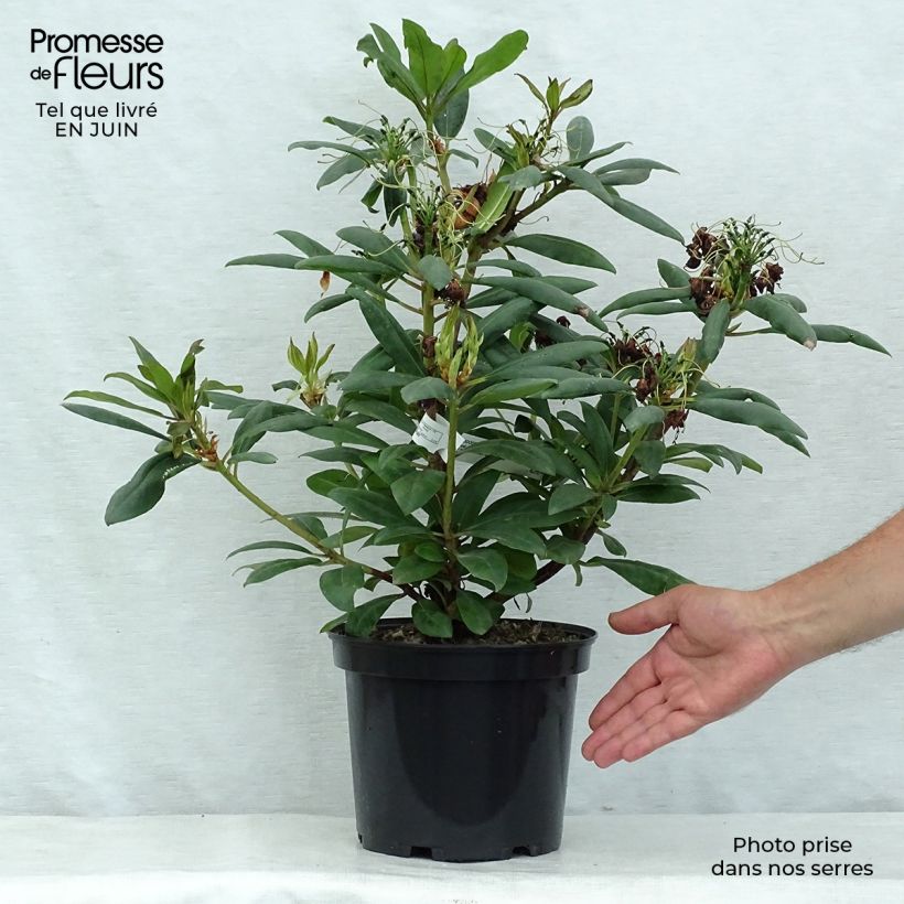 Exemplaar van Rhododendron Marcel Ménard - Grootbloemige rododendron Pot van 3 l/4 l zoals geleverd in de zomer