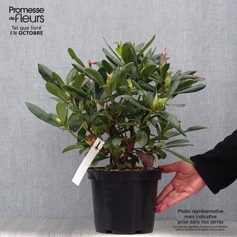 Exemplaar van Rhododendron Marcel Ménard - Grootbloemige rododendron Pot van 3 l/4 l zoals geleverd in de herfst