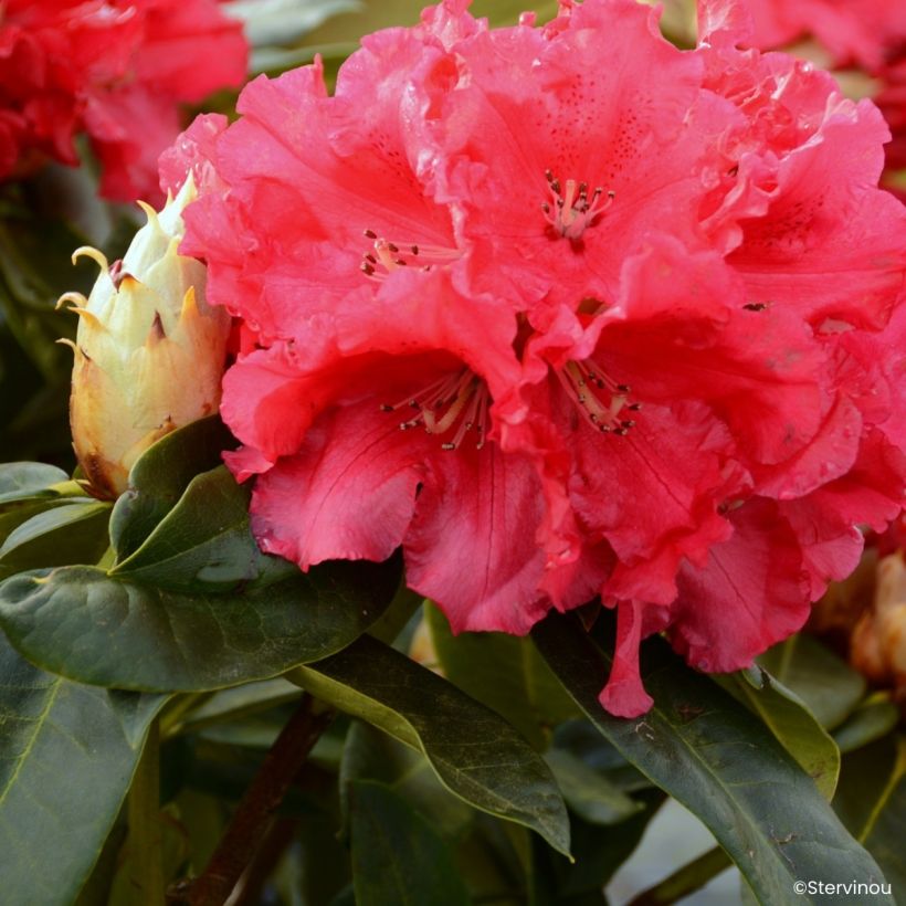 Rhododendron Markeeta's Prize - Grand rhododendron (Bloei)