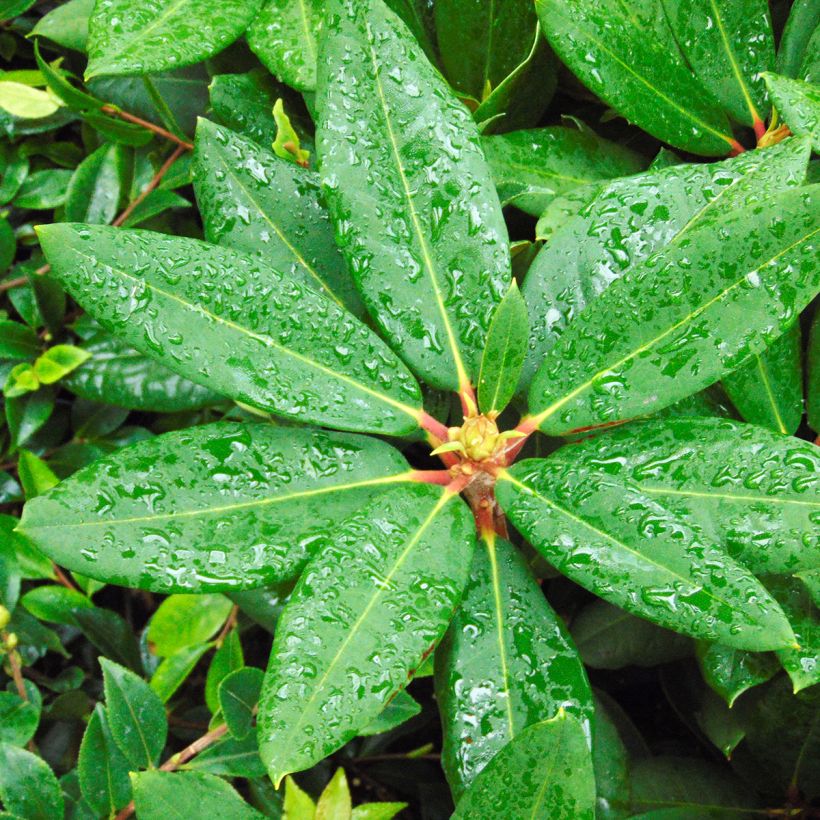 Rhododendron Melville - Grootbloemige rododendron (Foliage)
